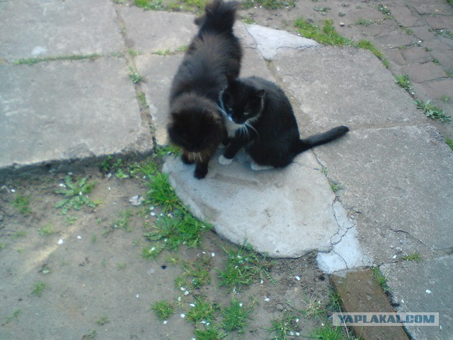 Котовторник 20.05.2014