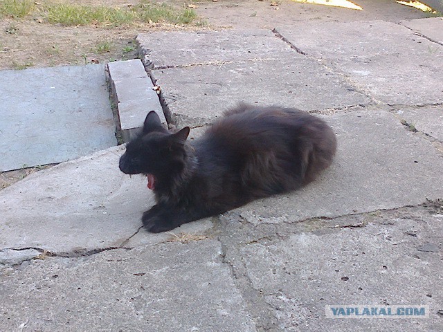 Котовторник 04.11.2014