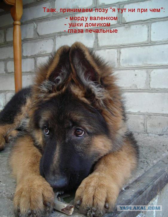 Немного братьев наших меньших! ЧЕТВЕРГ