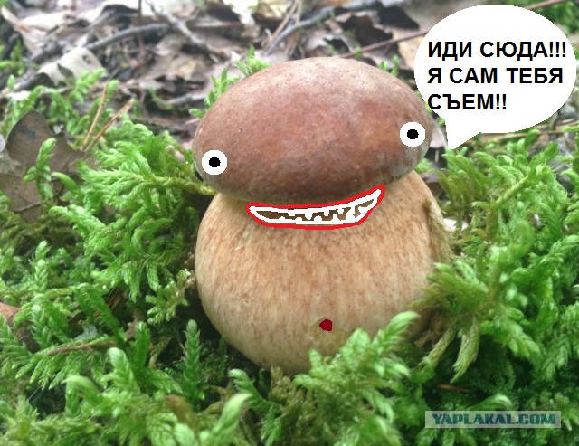 Про грибы