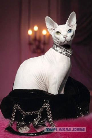 Эротический фотосет "гламурной кисы" у зеркала