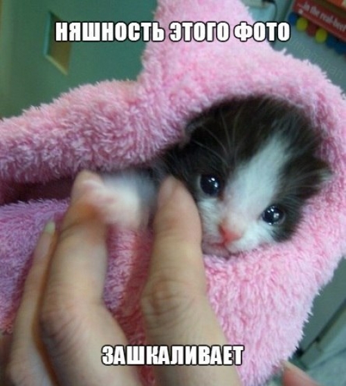 Котовторник