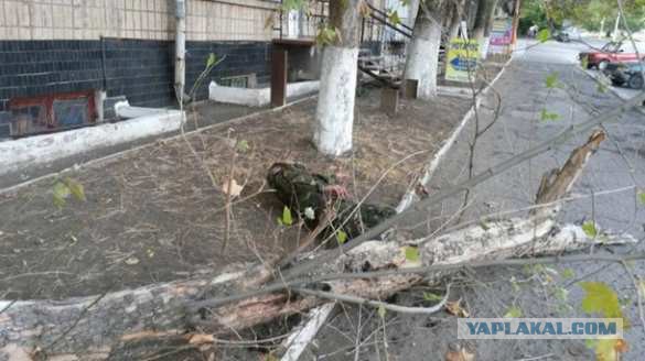 Боец ПС охранял дерево