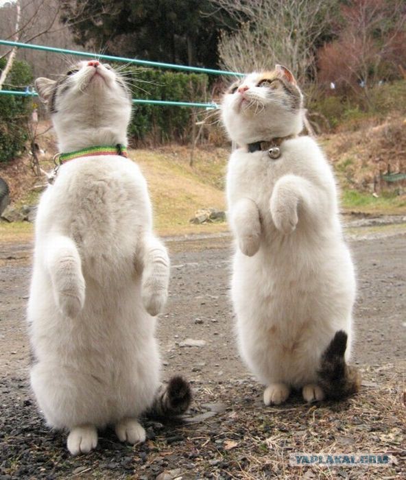 17 фотографий котов