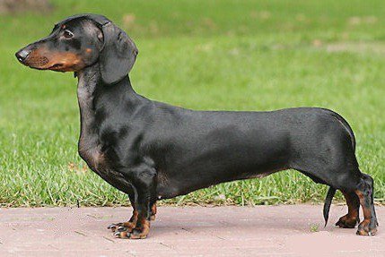 Японская мышеловка