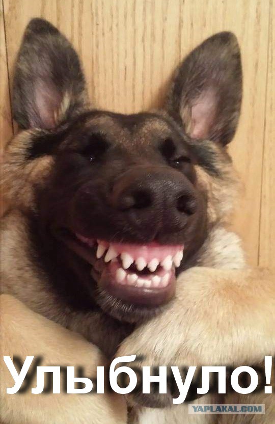 Смешные картинки с надписями