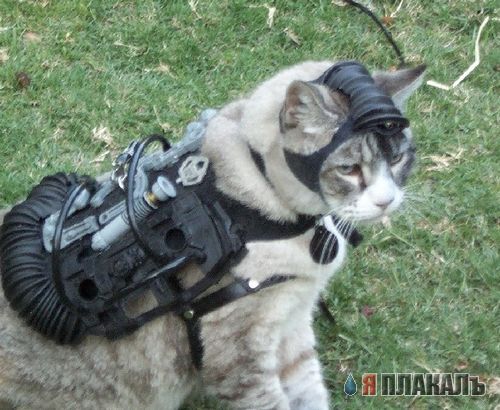 Народный котомет на фторинег