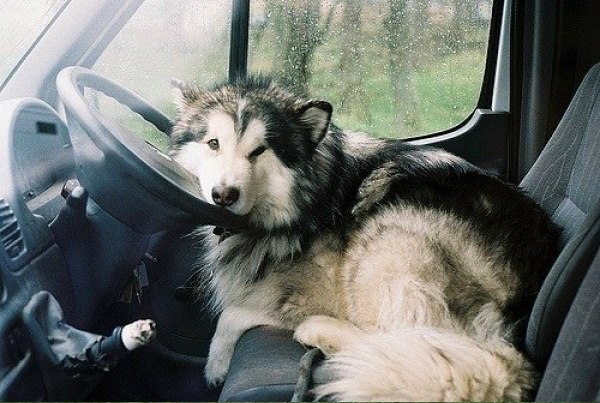 Прикольные животные