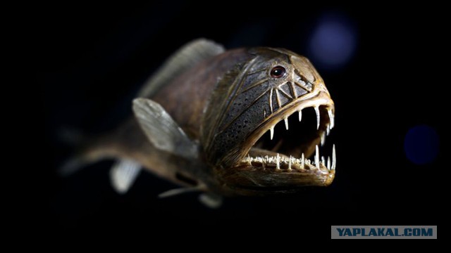15 самых странных океанских животных