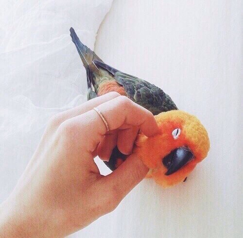 Прикольные животные