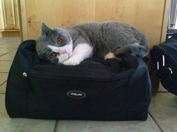20 открыток с истинными мыслями котов