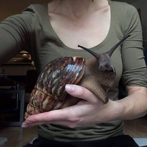 Самые смешные животные