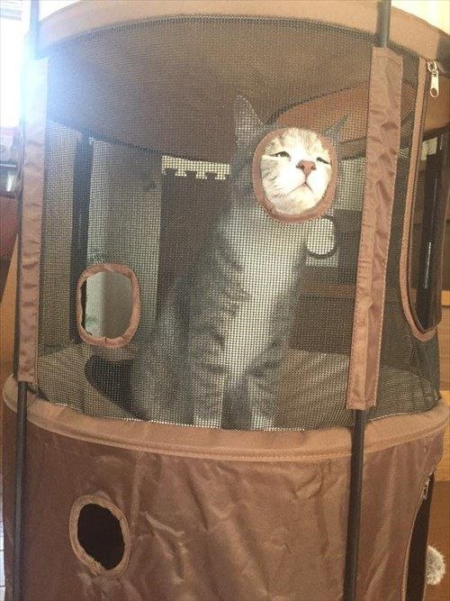 Коты и Кошки