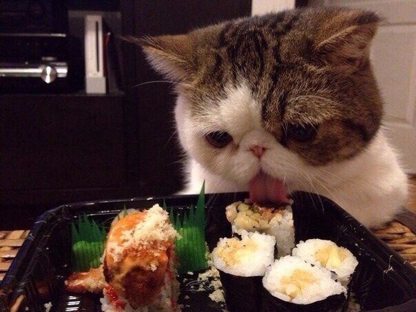 Коты и Кошки