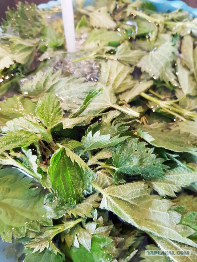 Кулинары поздравляют ЯП с днём рождения!