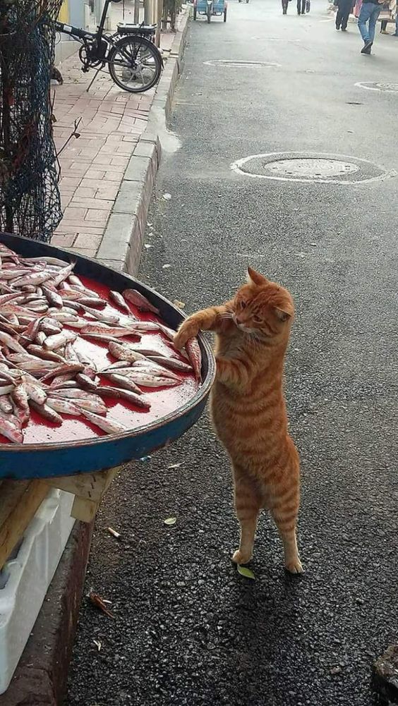 Немного милоты
