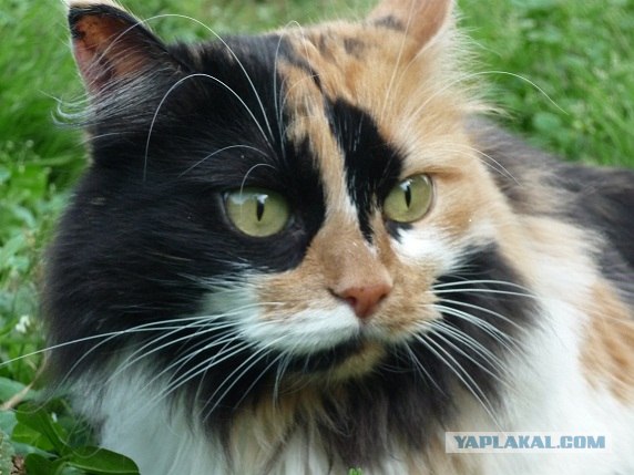 Котовторник 11.09.2012