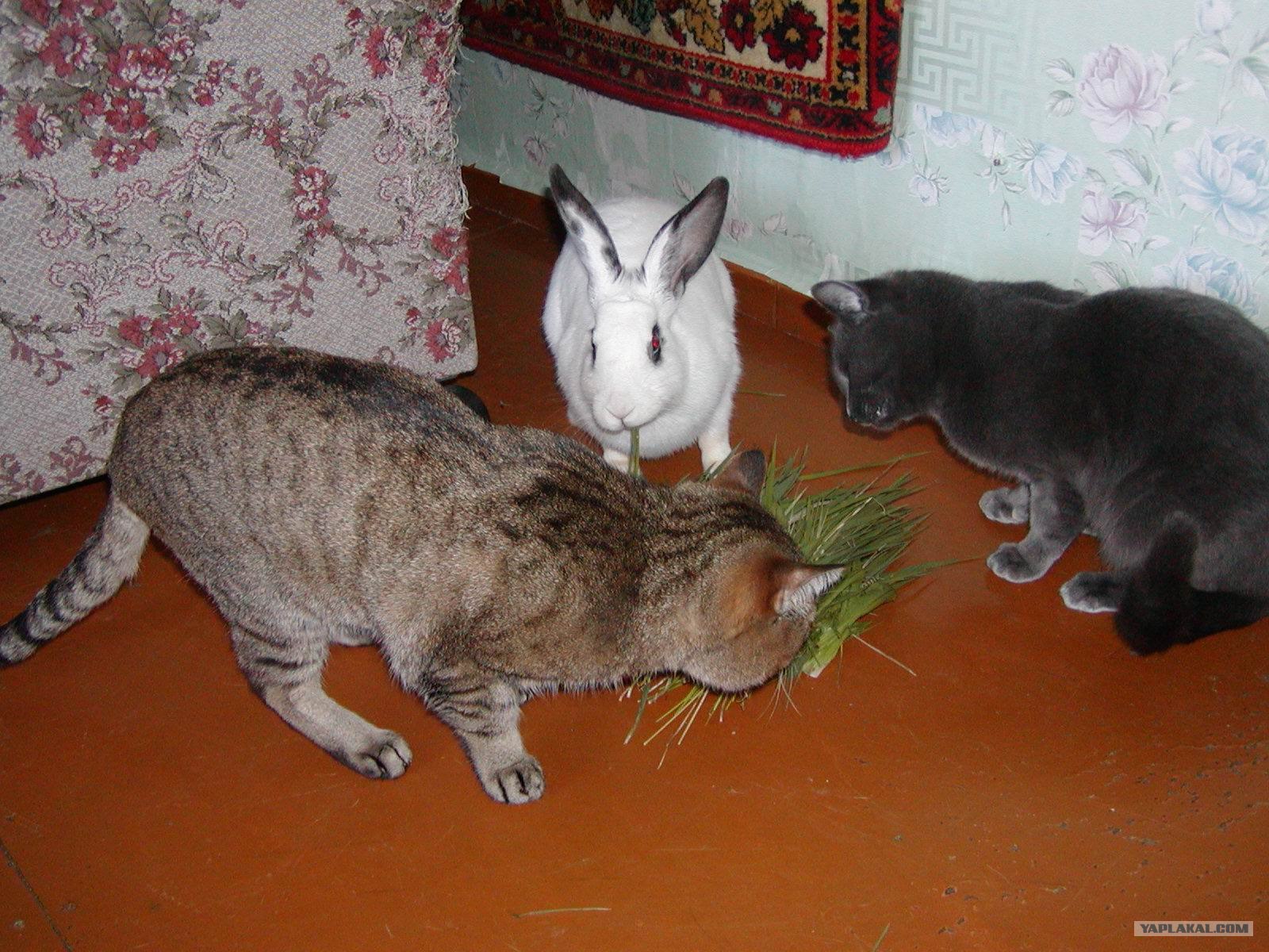 Домашний Кролик И Кот