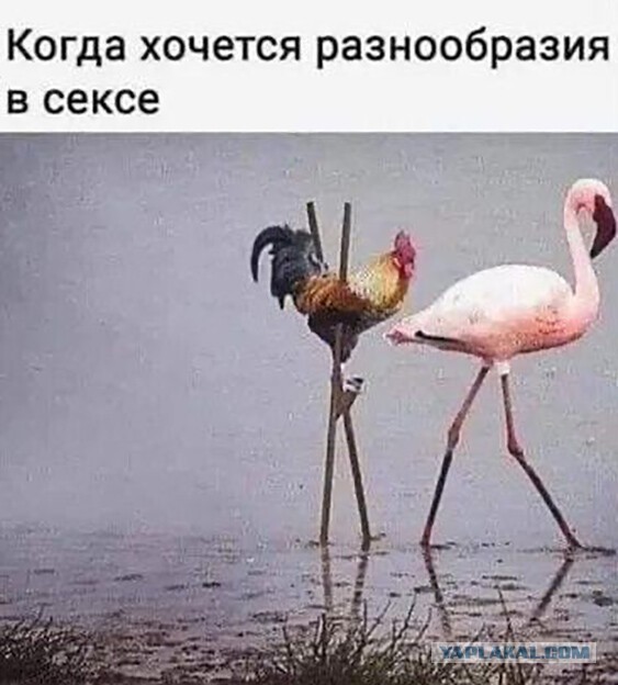 Весёлый полтишок 25.03