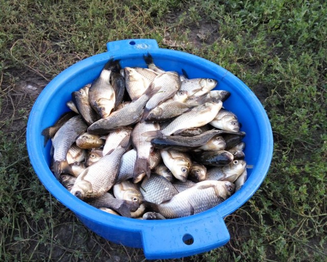 Жаренный карасик