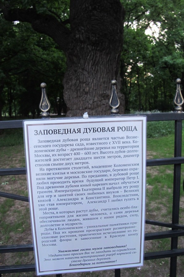 Пушкинский дуб
