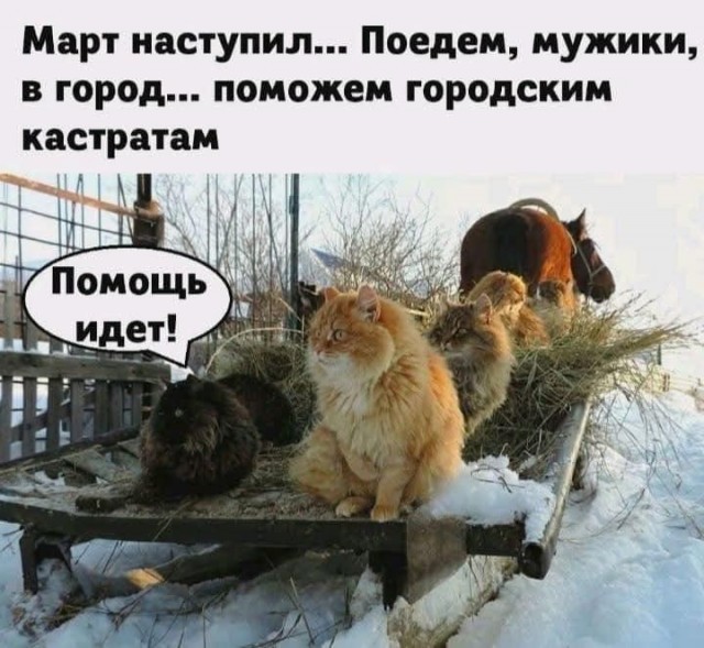 К котовторнику: подборка картинок-баянов с котиками и про котиков. Выпуск 43.