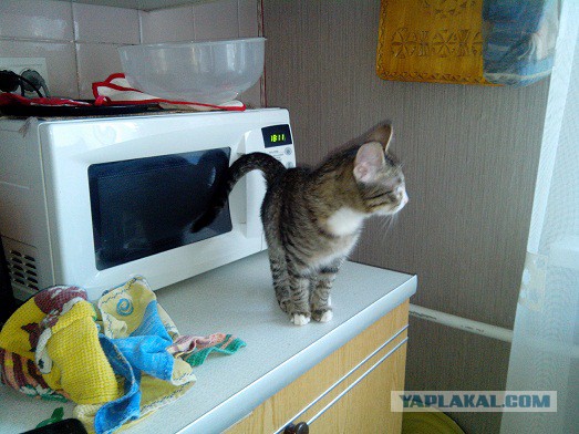 Котовторник 26.08.14.