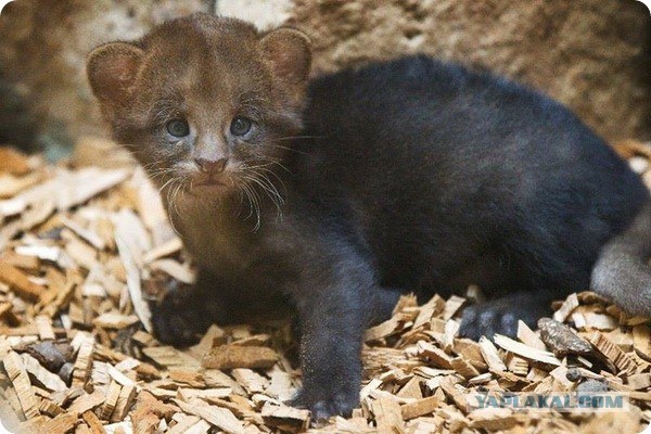 Котята хищных кошек