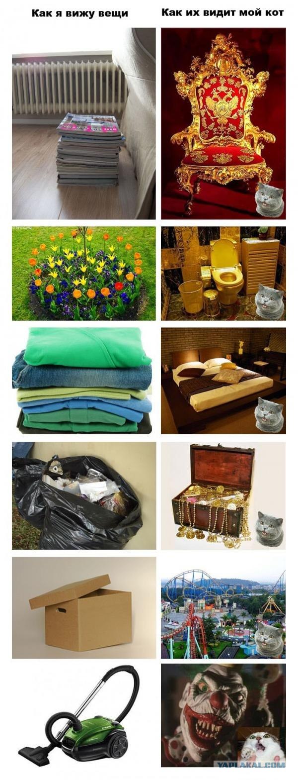 Как питомцы видят вас?