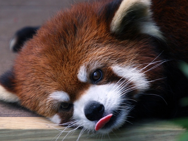 Подборка картинок 29.02.16