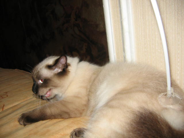 Народный котомет на фторинег