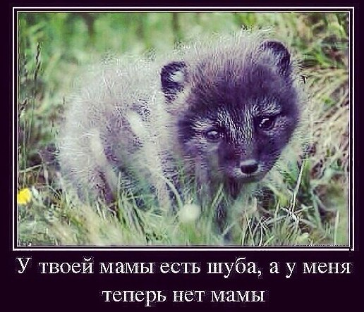 О шубе. О шубке норковой