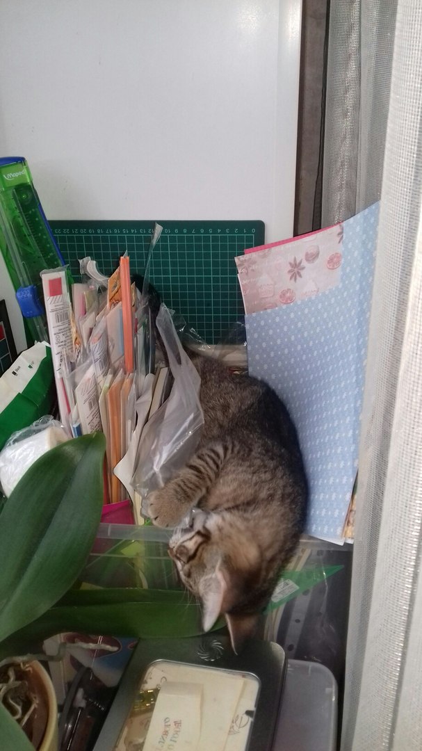 Котовторник 22.11.2016