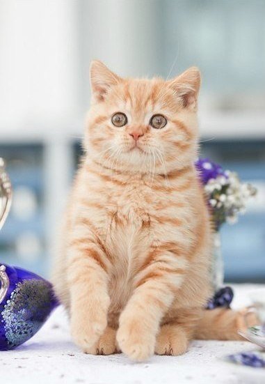 Коты из сети