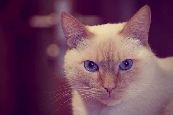 Коты и Кошки