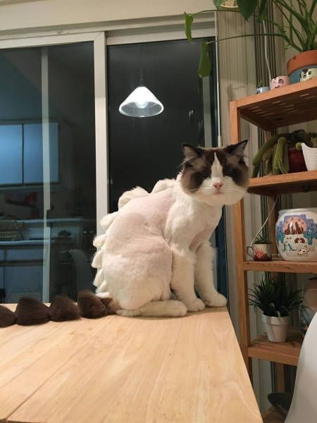 Коты и Кошки