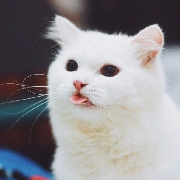 Коты и Кошки