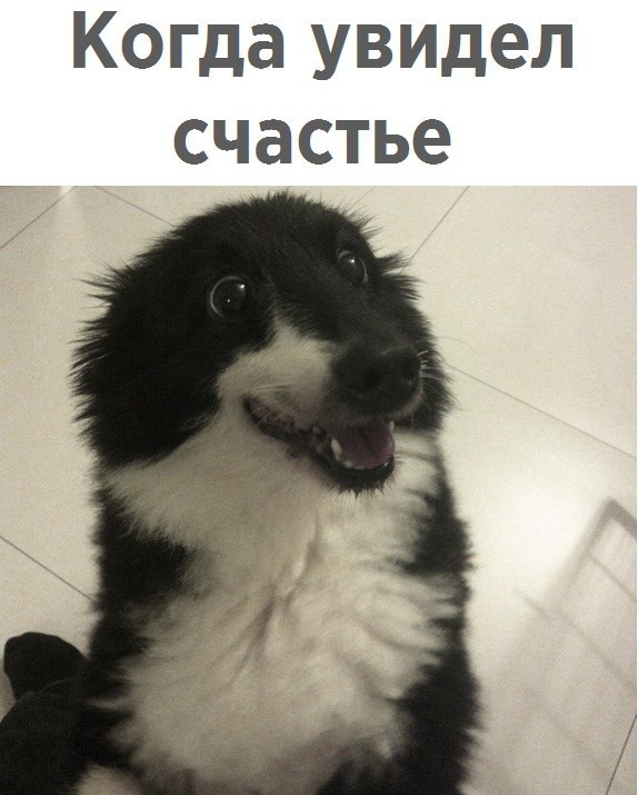 Подборка забавных животных