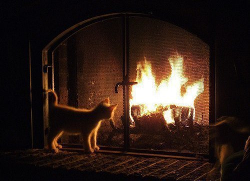 Коты и Кошки