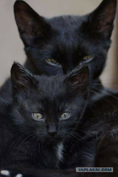 Котовторник