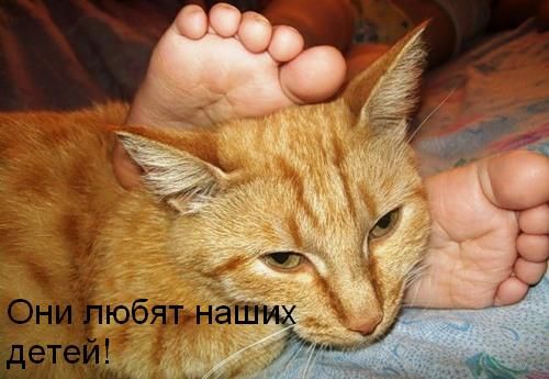 Ура, котовторник!