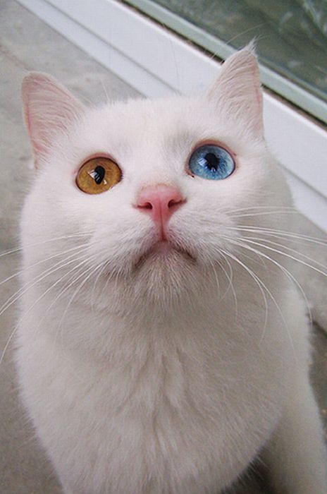 Кот с разным цветом глаз - ЯПлакалъ