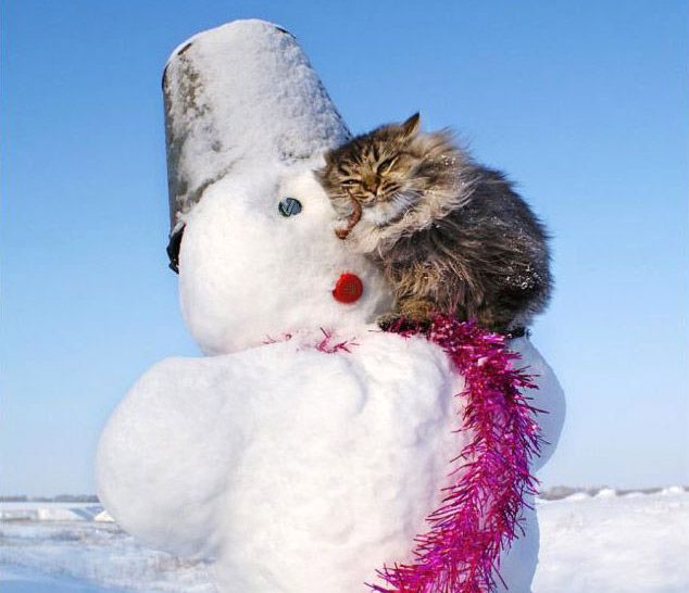 Профессиональный котовторник
