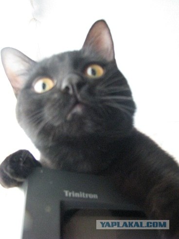 Котовторник (10.01.2012)