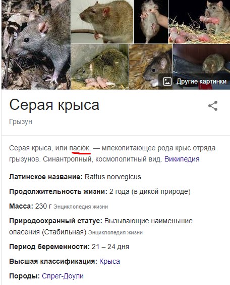 Умный пасюк