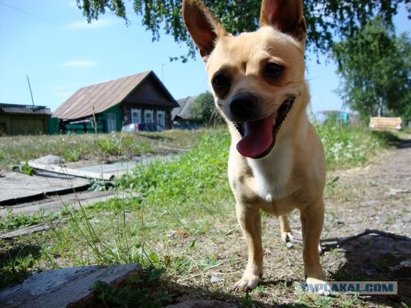 Собакопонедельник!