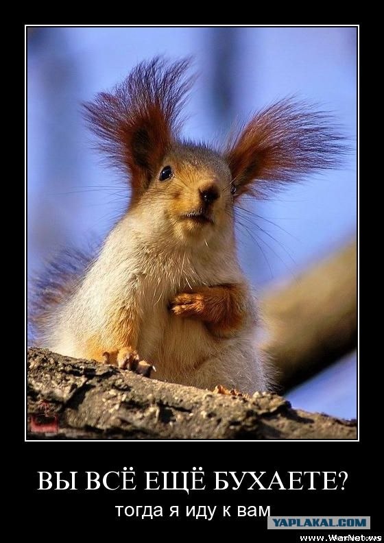 Белки блеать!