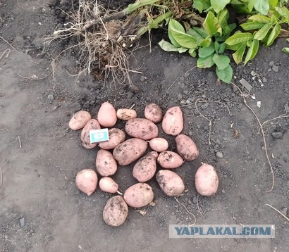 Продам урожай недорого