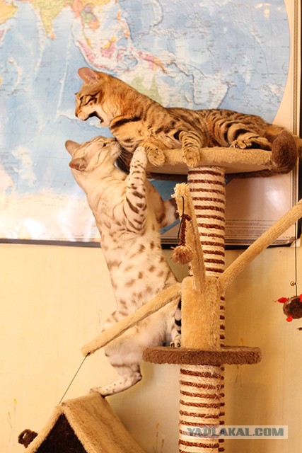 О бенгальских котах на наглядном примере