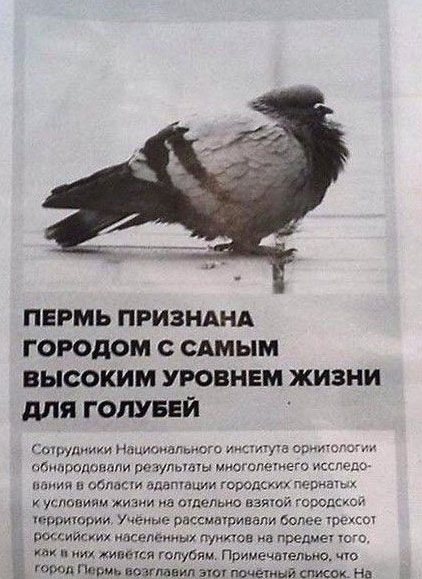 Голуби захватили московскую шаурмячню